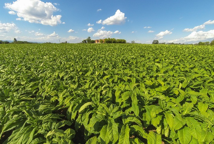 Renda do tabaco por hectare é até 700% maior que a de soja e milho no Sul do Brasil
