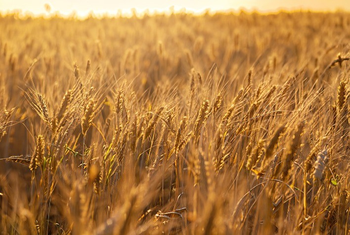 Inverno exige atenção redobrada dos produtores de trigo no Sul do Brasil