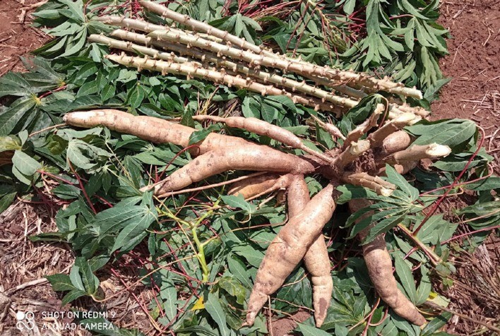 Embrapa lança novas variedades de mandioca industrial para o Centro-Sul do Brasil