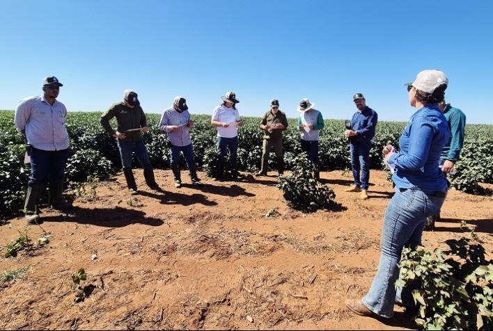 ADAMA promove circuito técnico sobre mancha-alvo no algodão e apresenta soluções de manejo para lavouras no Mato Grosso