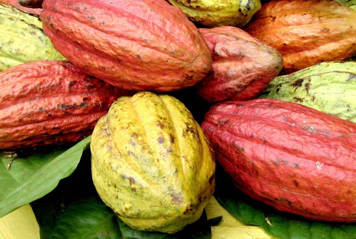 StoneX projeta superávit robusto para o cacau em 2025/26, mas clima e doenças seguem como fatores de risco