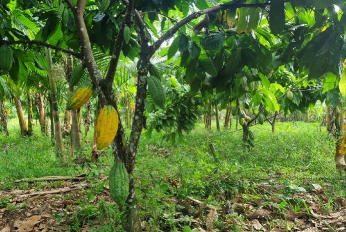 Cerrado baiano desponta como nova fronteira agrícola com sucesso do cacau e inovação no agro