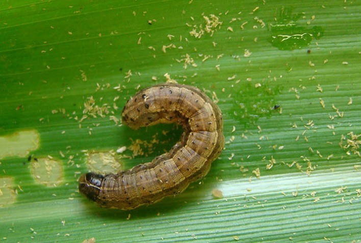 Feromônios revolucionam controle da lagarta‑do‑cartucho e podem elevar produtividade do milho em até 120 sacas/ha