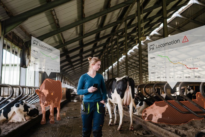 Nova tecnologia com inteligência artificial identifica claudicação precoce em vacas leiteiras