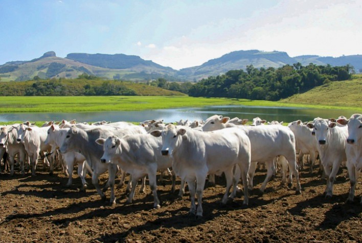 Malásia autoriza importação de colágeno bovino do Brasil para alimentação animal