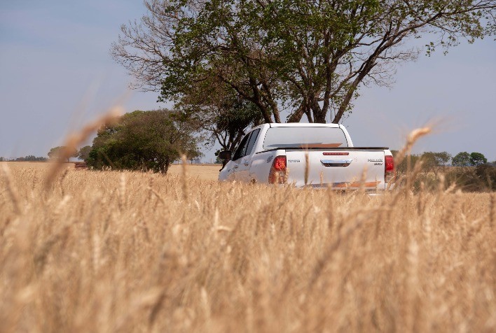 Safra de trigo 2025/26 no Brasil é revisada para baixo e pode alcançar 6,9 milhões de toneladas