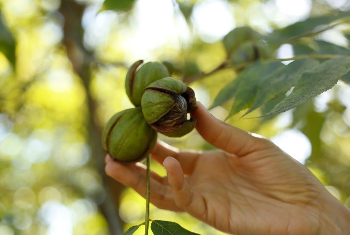 3º Encontro Catarinense de Nogueira Pecã reúne produtores de Santa Catarina e Rio Grande do Sul para debater mercado e inovação
