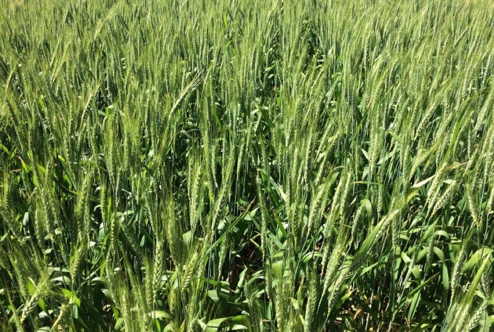 Novas Tecnologias Podem Aumentar em Até 15% a Produção de Trigo em Regiões com Seca