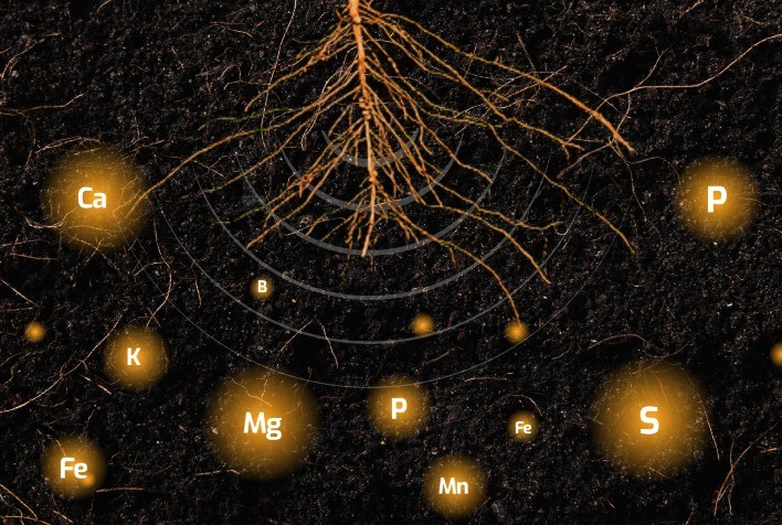Tecnologia exclusiva da Biosphera amplia bioacessibilidade nutricional da soja e aumenta produtividade