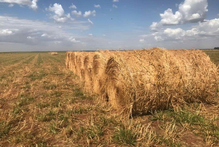 Feno se consolida como ferramenta estratégica para a pecuária enfrentar a seca e manter produtividade