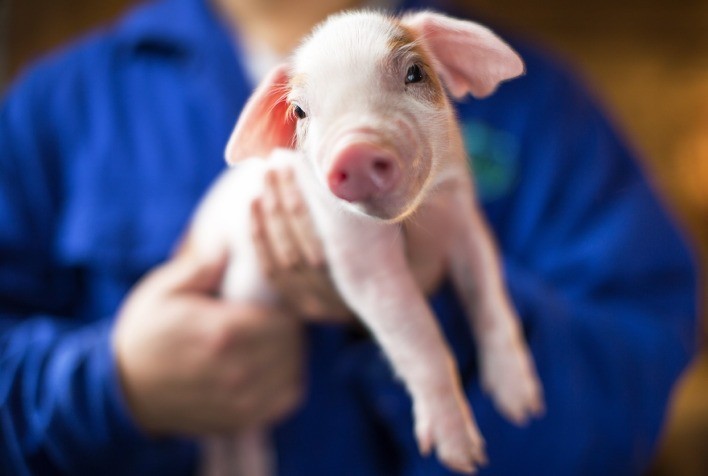 Frio intenso exige cuidados redobrados para prevenir doenças respiratórias e garantir o bem-estar dos suínos