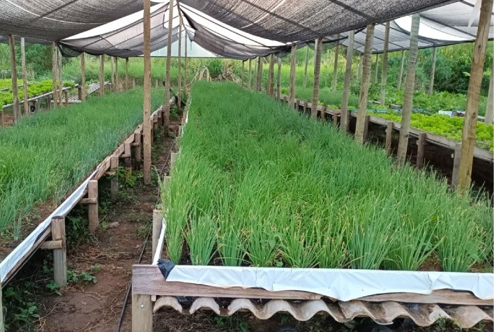 Agricultores de Salinas ampliam renda e mercado com cultivo hidropônico