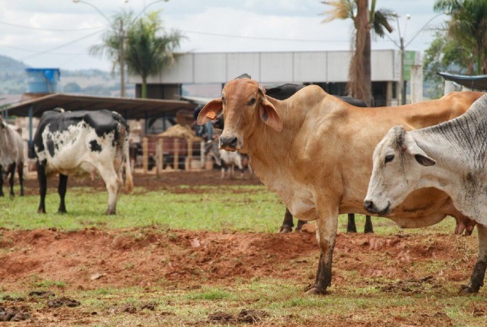 Projeto financiado pelo Goiás Social capacita 450 agricultores familiares produtores de leite