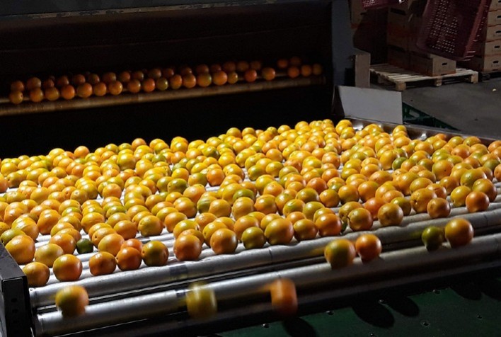 Safra de suco de laranja 2024/25 fecha com menor volume exportado, mas receita recorde e incertezas externas
