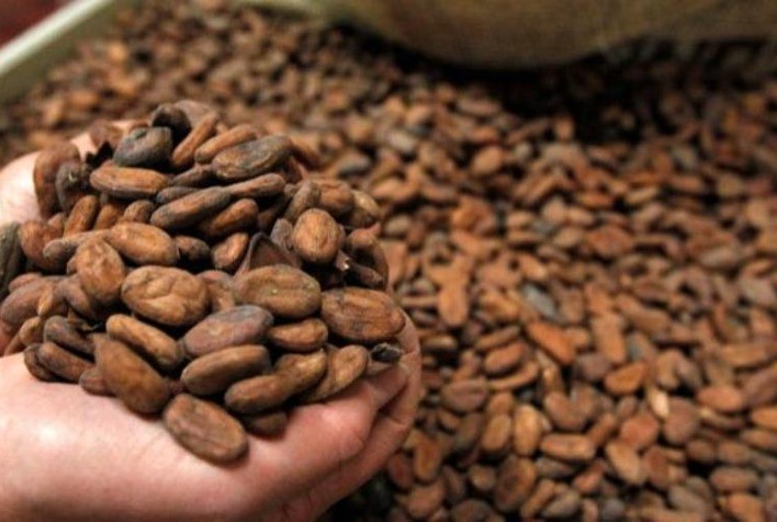 Indústria brasileira de cacau alerta para impactos da tarifa de 50% anunciada pelos EUA