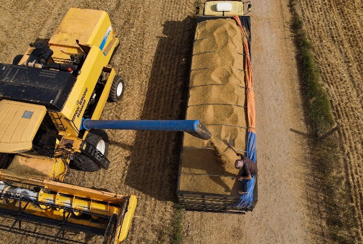Paraná finaliza colheita de cevada com aumento na produção e inicia safra de batata