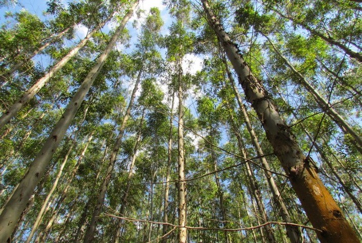 Tarifas dos EUA sobre produtos brasileiros afetam setor florestal e acendem alerta na cadeia produtiva