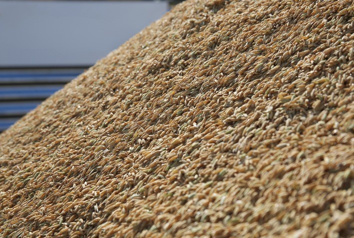 Tarifa de 50% dos EUA ameaça competitividade do arroz beneficiado brasileiro, alerta Abiarroz