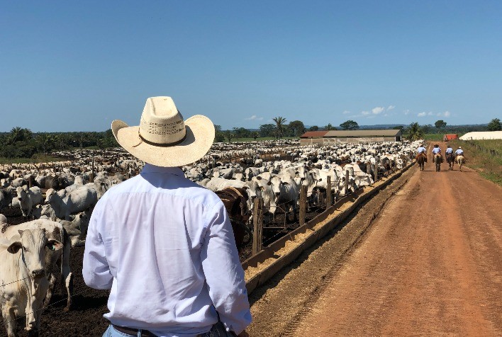 A importância dos nutrientes e aminoácidos na cria e recria de bovinos para otimizar a produtividade