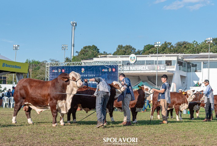 ABHB abre inscrições para participação na 48ª Expointer com animais Hereford e Braford