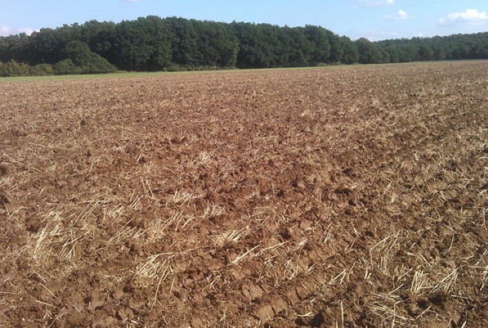 Vazio sanitário da soja se fortalece como estratégia essencial para conter ferrugem asiática e garantir safra 2025/26