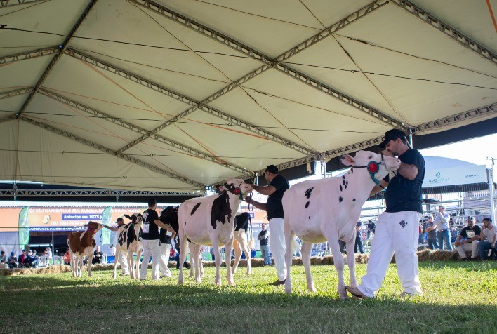 Inscrições abertas para criadores de gado holandês na 48ª Expointer; expectativas seguem altas apesar de desafios climáticos