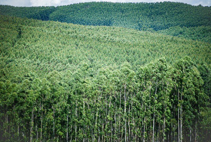 São Paulo monitora 1,7 milhão de hectares para prevenir incêndios florestais em tempo real