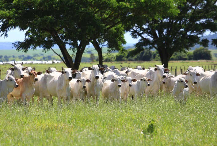 Desempenho reprodutivo de vacas primíparas exige nutrição balanceada e manejo eficiente