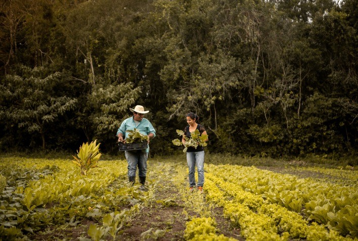 BNDES anuncia recorde de R$ 70 bilhões para o Plano Safra 2025/2026 com foco na agricultura brasileira