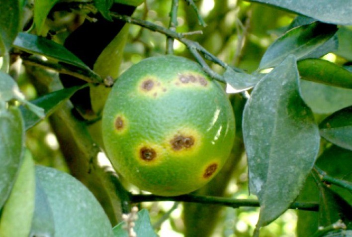 Greening ameaça produção global de suco de laranja e exige ação estratégica do Brasil