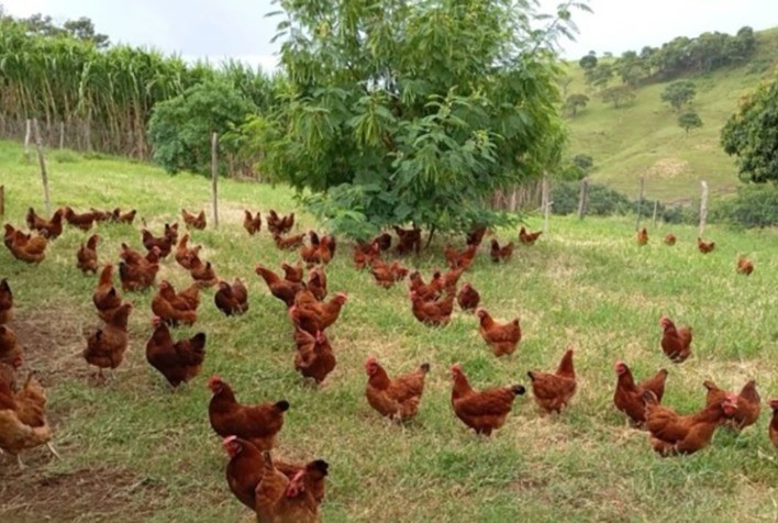 Paraná fortalece agricultura familiar no Vale do Ivaí com entrega de barracão e estrutura para produção de ovos