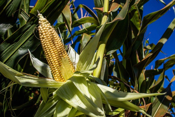 Milho em julho: prejuízo para produtores persiste em meio a preços pressionados e mercado volátil