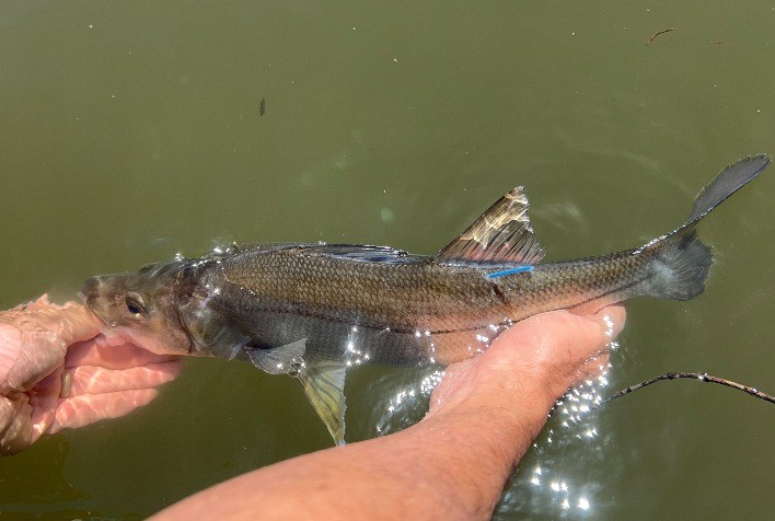 Projeto Meros do Brasil marca robalos e coleta dados científicos durante final do Robalo Master em Torres