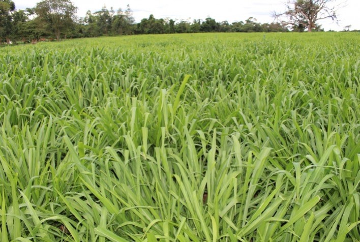 Clima seco favorece pastagens de inverno no RS, mas geadas e umidade ainda impõem desafios