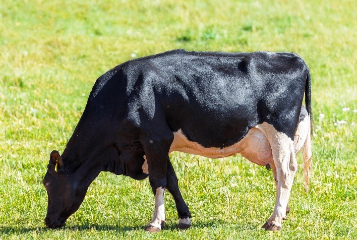 Nutrição de precisão revoluciona fazendas leiteiras brasileiras, aponta Vaccinar