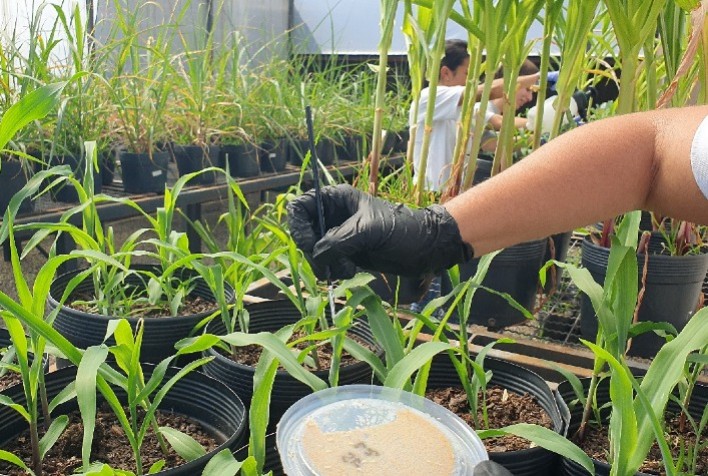 Brasil perde mais de R$ 60 bilhões por ano com pragas, e biodefensivos com baculovírus ganham destaque no controle agrícola