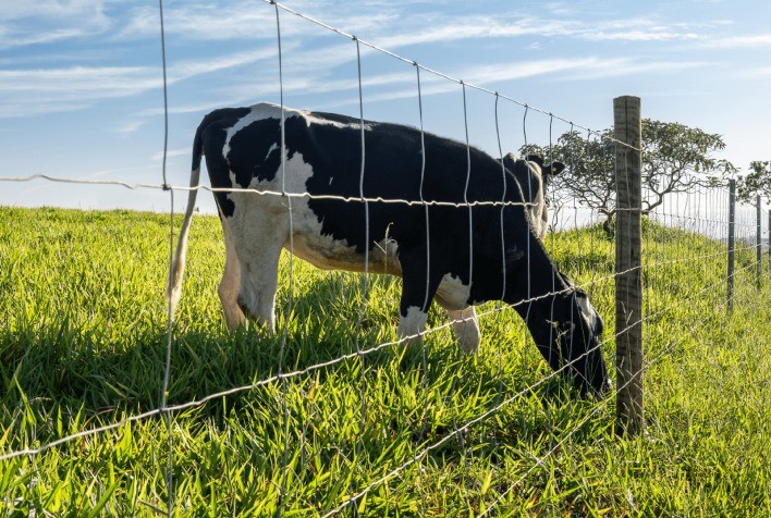 Biosseguridade na pecuária leiteira começa pela cerca: proteção física é essencial na fase de recria