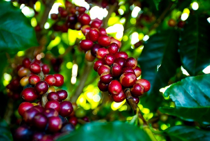 Mercado do café segue volátil com avanço nos preços e incertezas provocadas por tarifas dos EUA