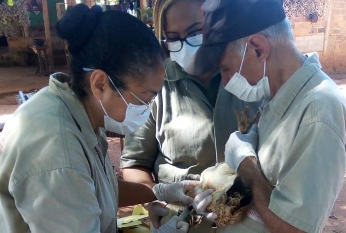 Agrodefesa conclui novo ciclo de vigilância e reforça sanidade avícola em Goiás