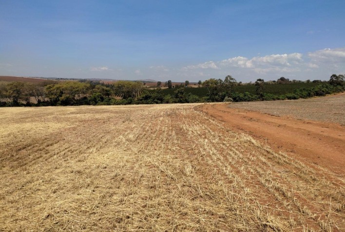 Produtores de soja em Minas devem declarar conformidade com vazio sanitário até 31 de julho