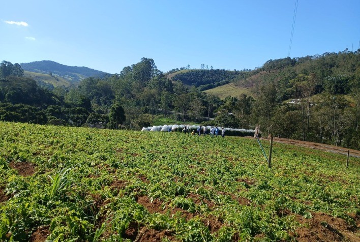 Dia de campo em Santos Dumont estimula produção de batata-inglesa entre agricultores familiares