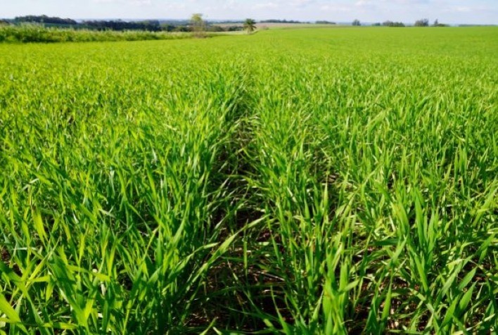 Safra de inverno avança no RS: plantio de trigo chega a 92%, canola e cevada já foram concluídas e pastagens melhoram produção pecuária