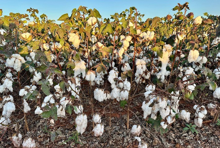 Pesquisadores avaliam impactos do frio e excesso de chuva na safra de algodão em Mato Grosso
