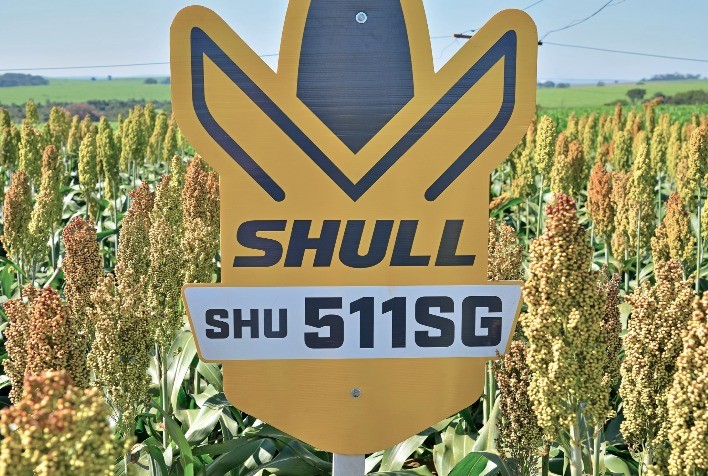 Híbrido brasileiro de sorgo rende 150% mais e reforça potencial para safrinha em Minas e Goiás