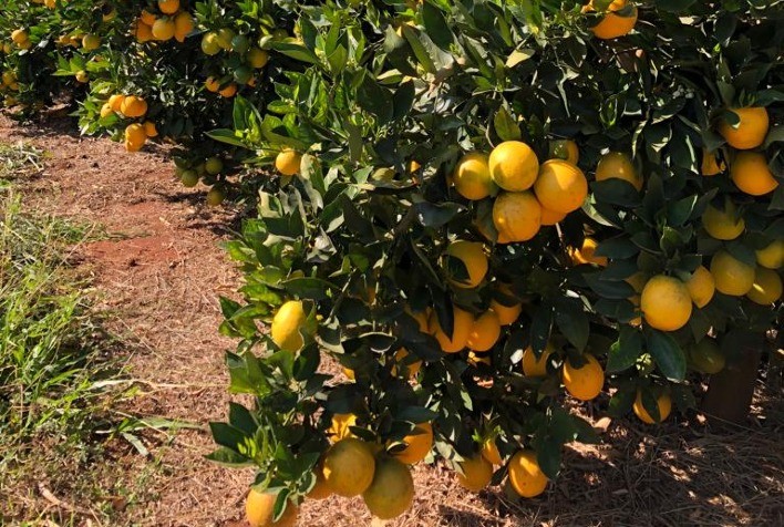 Sipcam Nichino apresenta novo fungicida, plataforma para tratamento de sementes e bioestimulantes na Coopercitrus Expo 2025