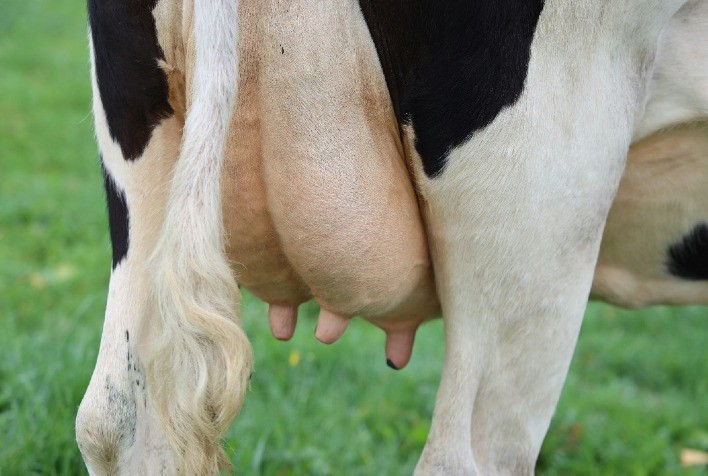 Mastite clínica e subclínica: entenda os impactos e a prevenção na pecuária leiteira