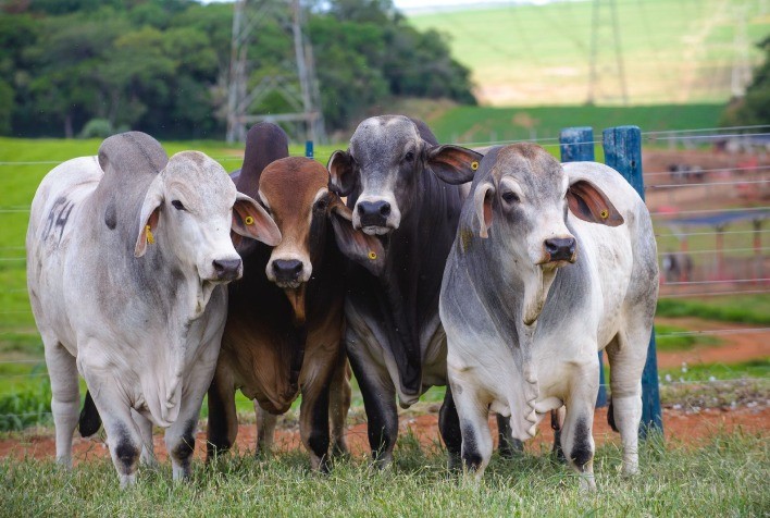 Prova de Eficiência e Performance Brahman entra na reta final com premiação em agosto