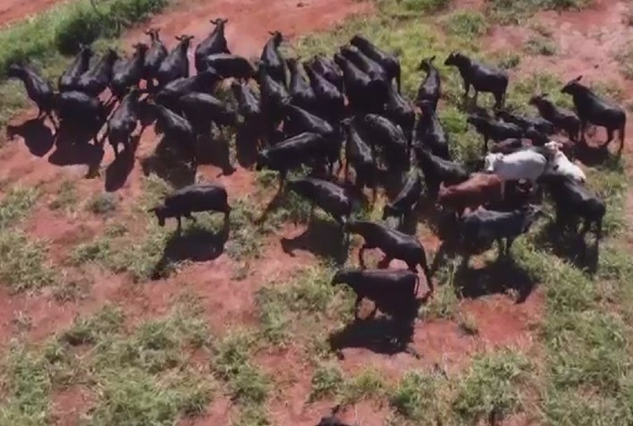Suplementação nutricional eleva ganho de peso de novilhas Angus em propriedade de MS