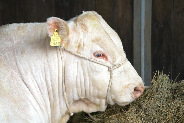 ANC projeta forte adesão de criadores na 48ª Expointer