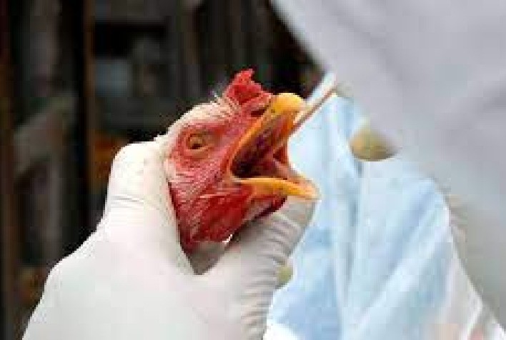 Prevenção contra Influenza Aviária segue como prioridade na avicultura brasileira, com foco em biosseguridade e responsabilidade compartilhada